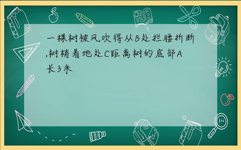 一棵树被风吹得从B处拦腰折断,树梢着地处C距离树的底部A长3米