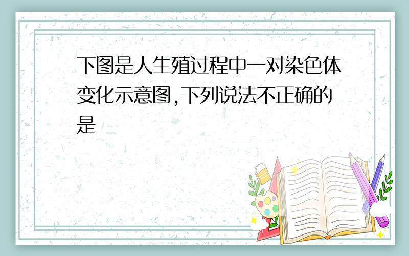 下图是人生殖过程中一对染色体变化示意图,下列说法不正确的是