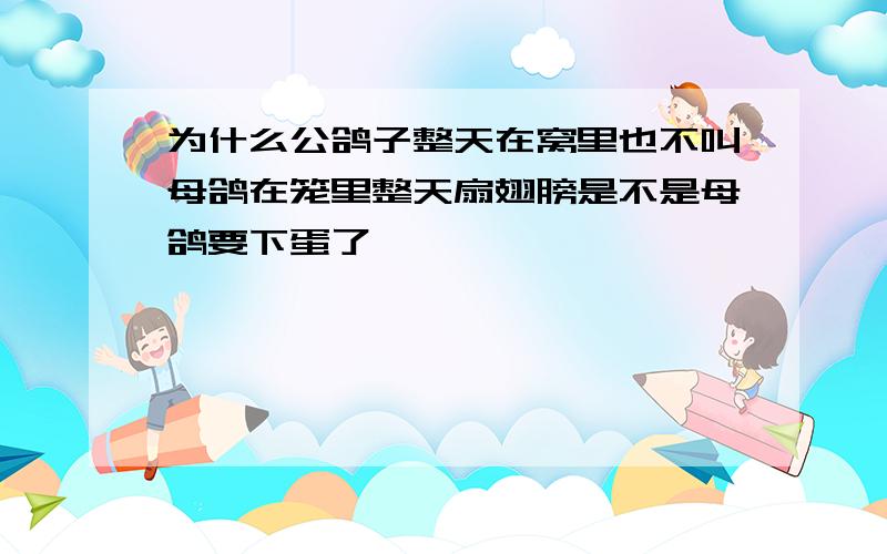 为什么公鸽子整天在窝里也不叫母鸽在笼里整天扇翅膀是不是母鸽要下蛋了