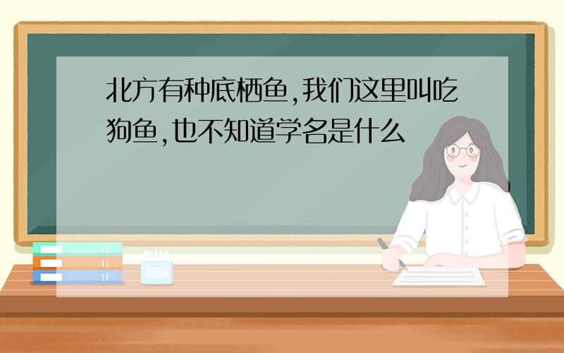 北方有种底栖鱼,我们这里叫吃狗鱼,也不知道学名是什么