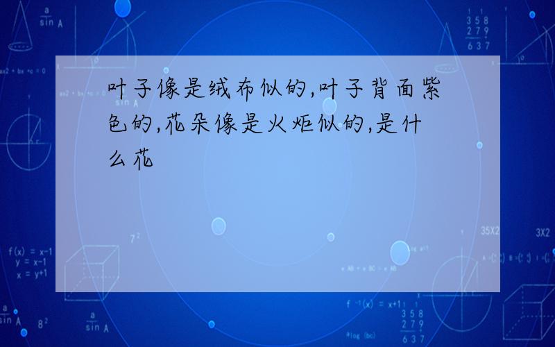 叶子像是绒布似的,叶子背面紫色的,花朵像是火炬似的,是什么花