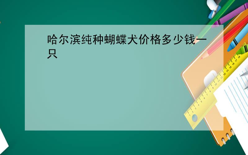 哈尔滨纯种蝴蝶犬价格多少钱一只