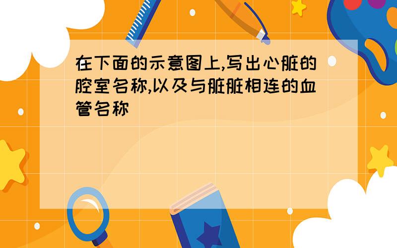 在下面的示意图上,写出心脏的腔室名称,以及与脏脏相连的血管名称