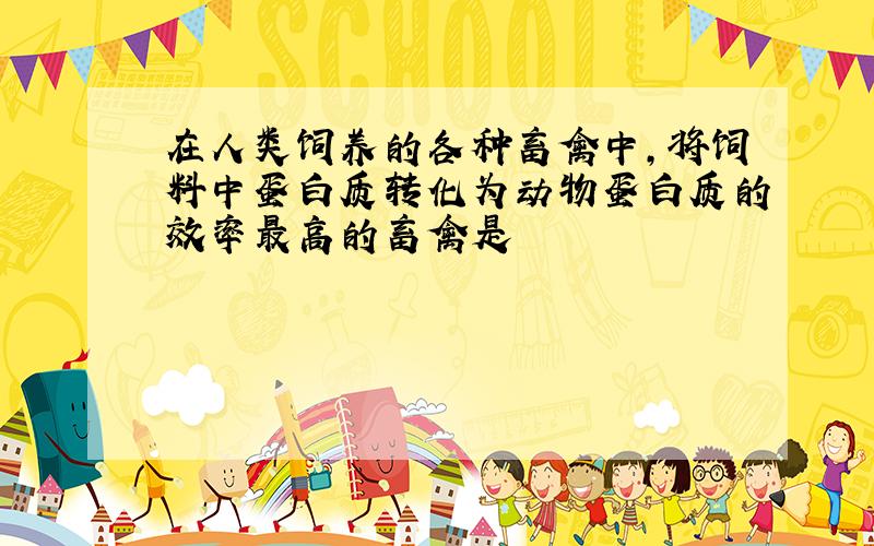 在人类饲养的各种畜禽中,将饲料中蛋白质转化为动物蛋白质的效率最高的畜禽是