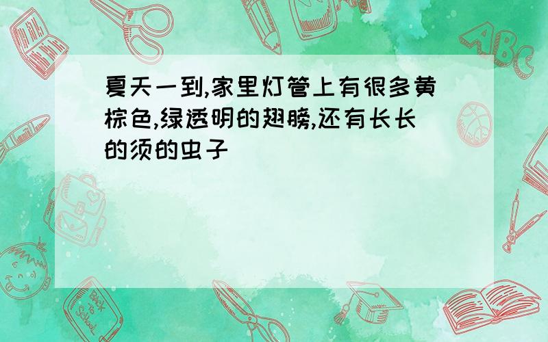 夏天一到,家里灯管上有很多黄棕色,绿透明的翅膀,还有长长的须的虫子