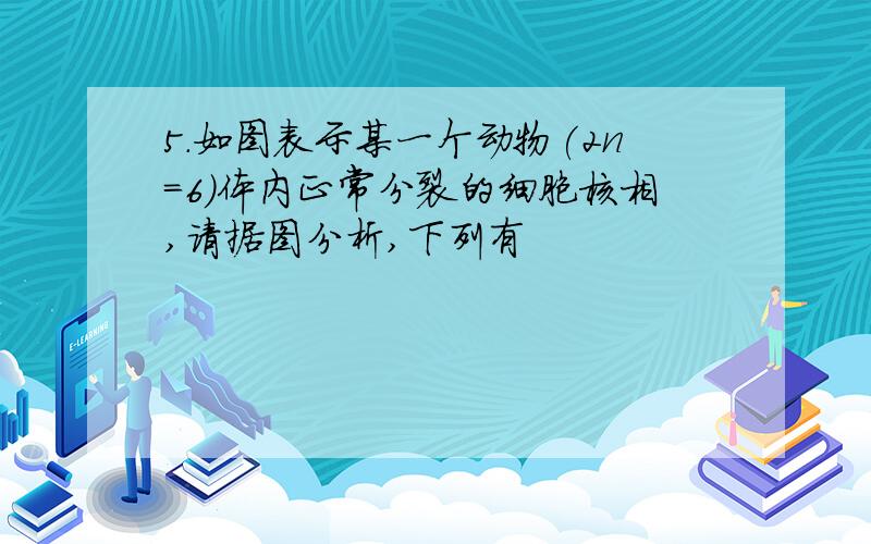 5.如图表示某一个动物(2n=6)体内正常分裂的细胞核相,请据图分析,下列有