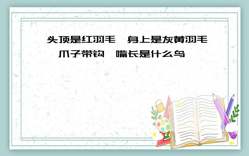 头顶是红羽毛,身上是灰黄羽毛,爪子带钩,嘴长是什么鸟