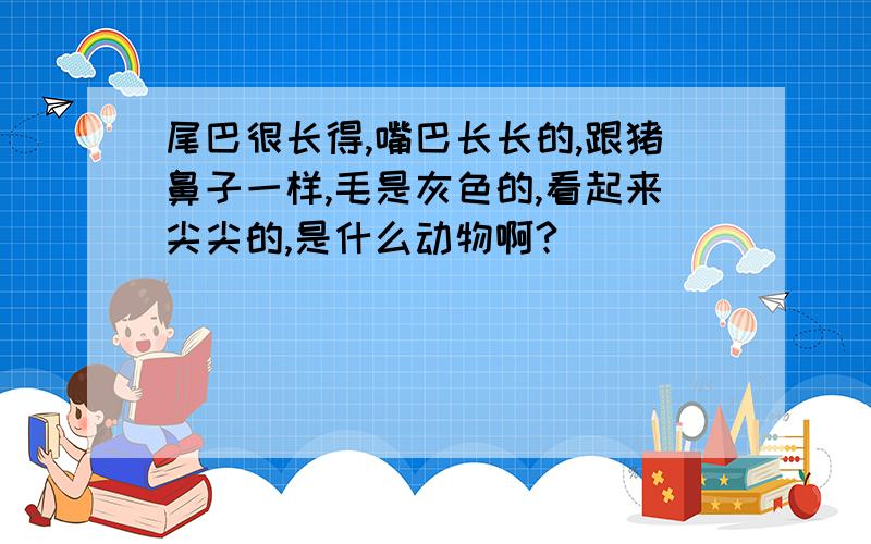 尾巴很长得,嘴巴长长的,跟猪鼻子一样,毛是灰色的,看起来尖尖的,是什么动物啊?