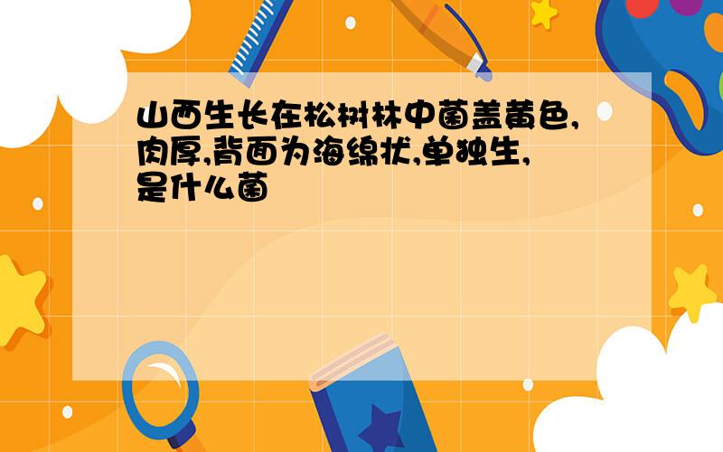 山西生长在松树林中菌盖黄色,肉厚,背面为海绵状,单独生,是什么菌