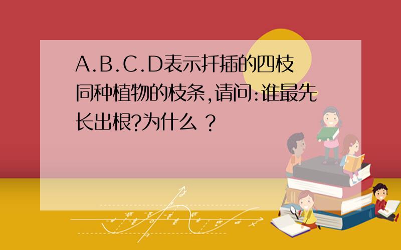 A.B.C.D表示扦插的四枝同种植物的枝条,请问:谁最先长出根?为什么 ?