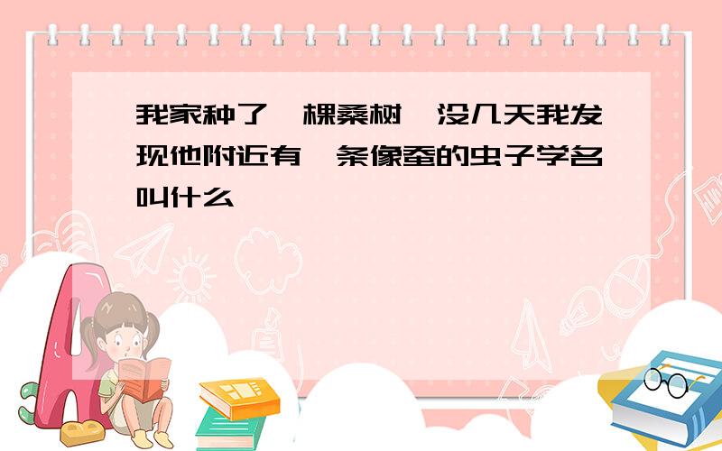 我家种了一棵桑树,没几天我发现他附近有一条像蚕的虫子学名叫什么