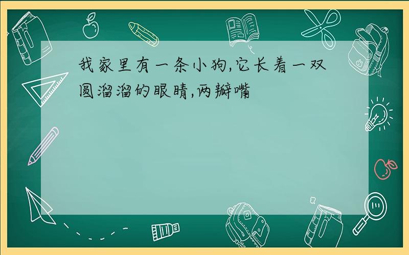 我家里有一条小狗,它长着一双圆溜溜的眼睛,两瓣嘴