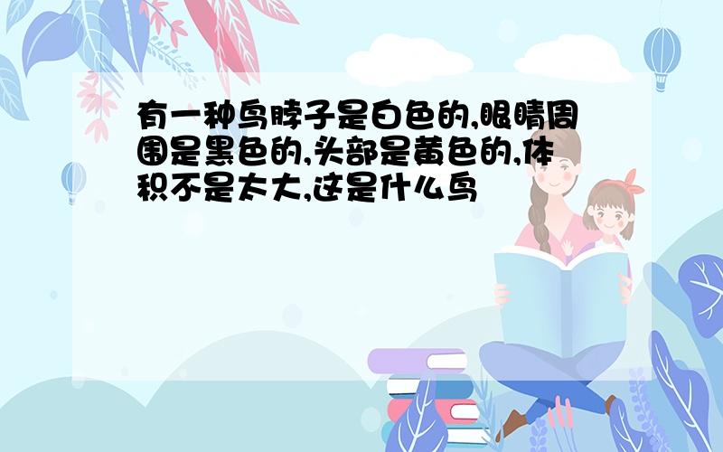 有一种鸟脖子是白色的,眼睛周围是黑色的,头部是黄色的,体积不是太大,这是什么鸟