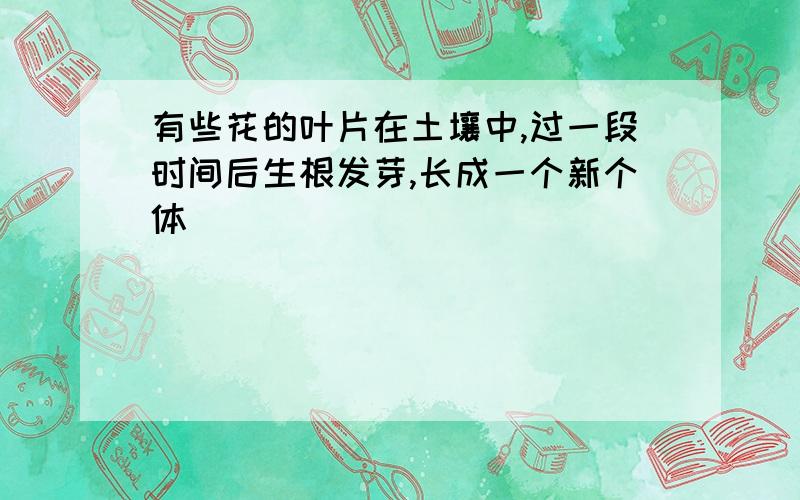 有些花的叶片在土壤中,过一段时间后生根发芽,长成一个新个体