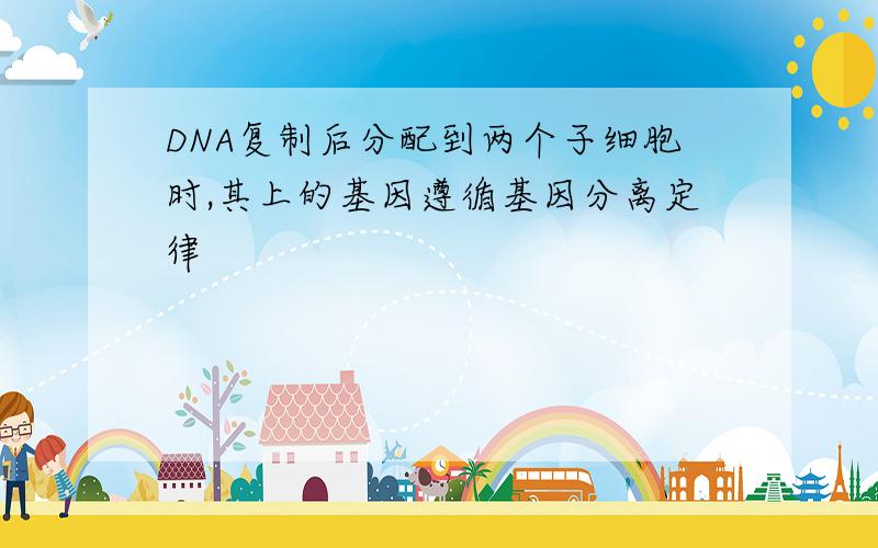 DNA复制后分配到两个子细胞时,其上的基因遵循基因分离定律