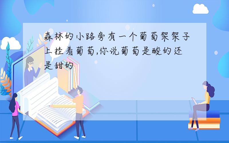 森林的小路旁有一个葡萄架架子上挂着葡萄,你说葡萄是酸的还是甜的