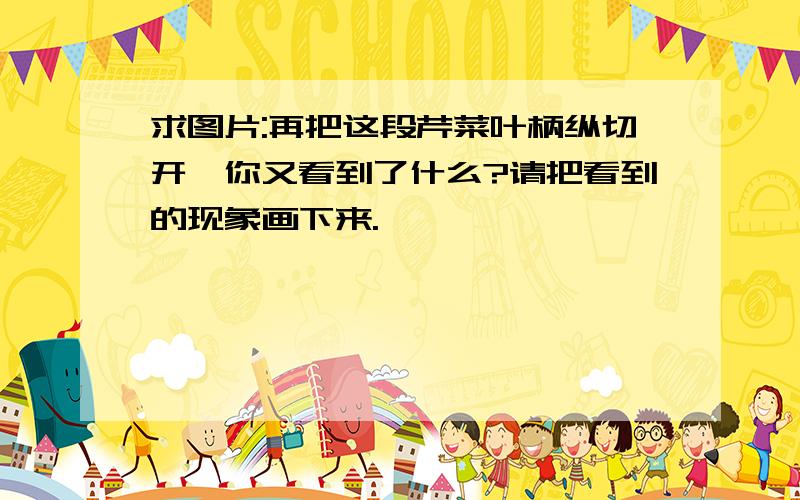 求图片:再把这段芹菜叶柄纵切开,你又看到了什么?请把看到的现象画下来.