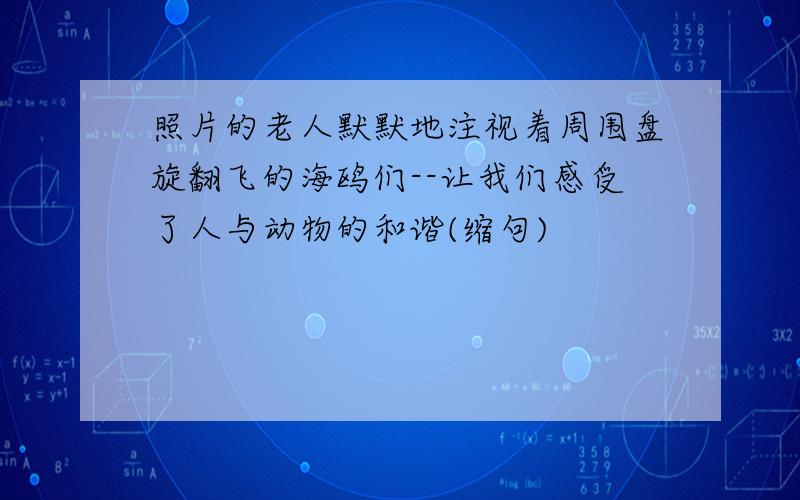 照片的老人默默地注视着周围盘旋翻飞的海鸥们--让我们感受了人与动物的和谐(缩句)