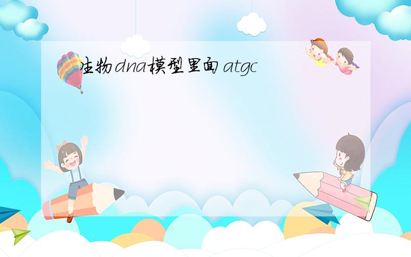 生物dna模型里面atgc