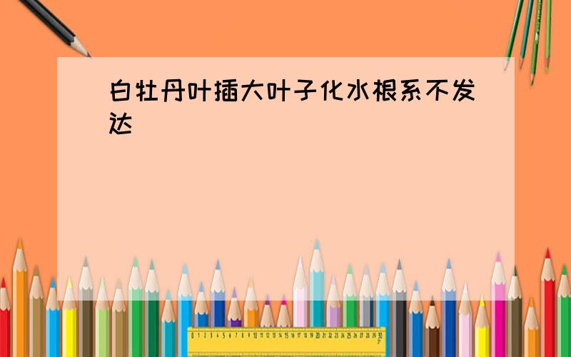 白牡丹叶插大叶子化水根系不发达