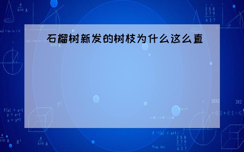 石榴树新发的树枝为什么这么直