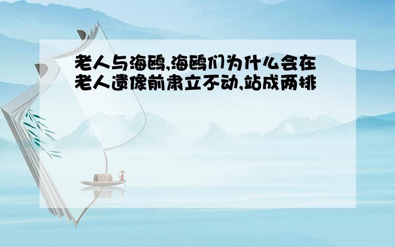 老人与海鸥,海鸥们为什么会在老人遗像前肃立不动,站成两排