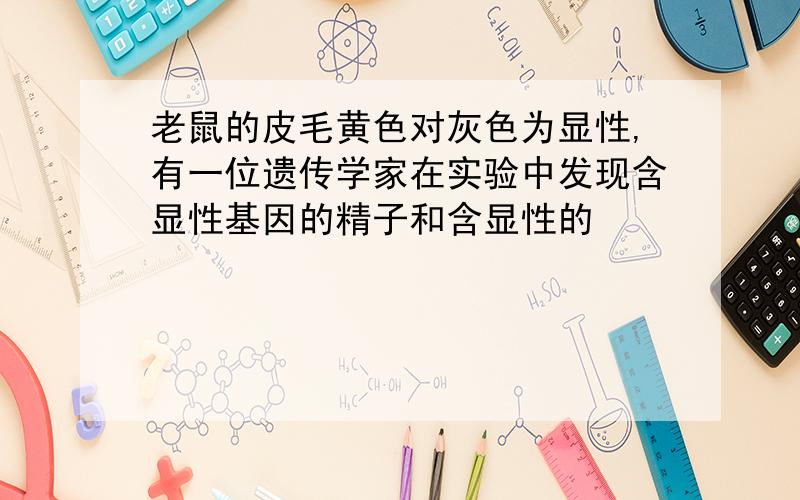 老鼠的皮毛黄色对灰色为显性,有一位遗传学家在实验中发现含显性基因的精子和含显性的