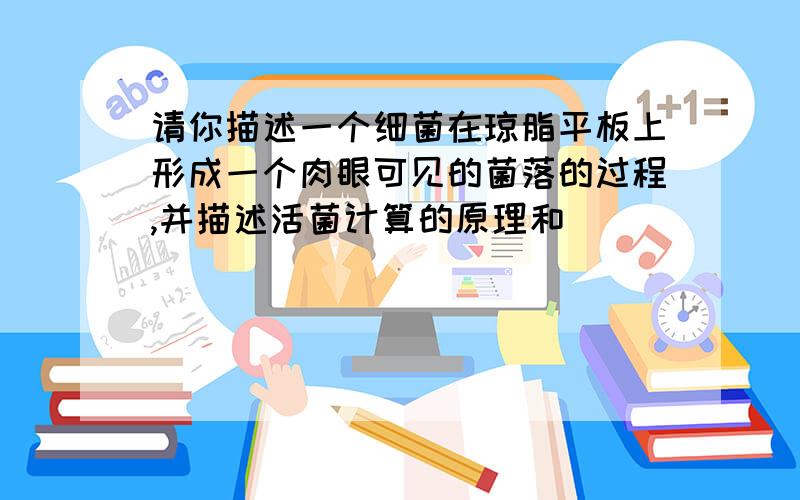 请你描述一个细菌在琼脂平板上形成一个肉眼可见的菌落的过程,并描述活菌计算的原理和