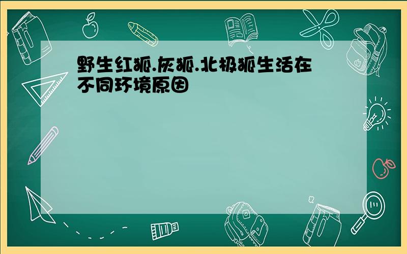 野生红狐.灰狐.北极狐生活在不同环境原因