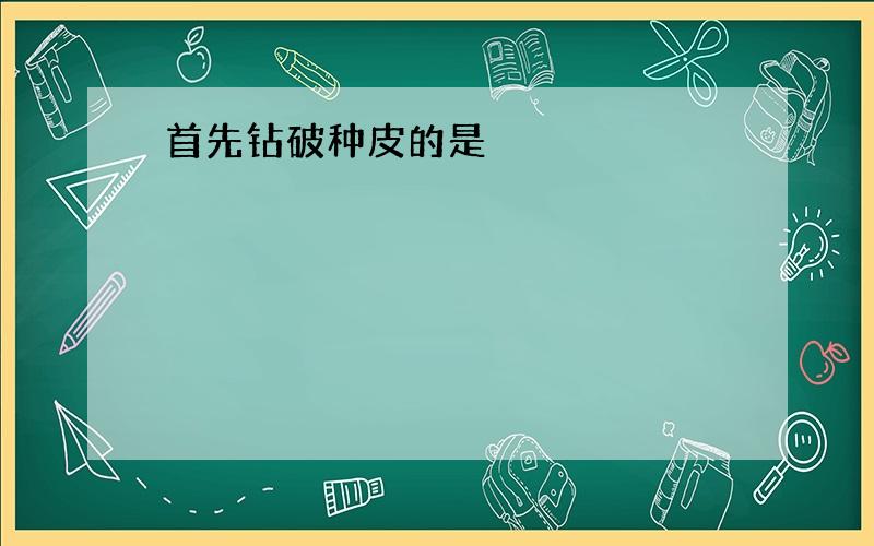 首先钻破种皮的是