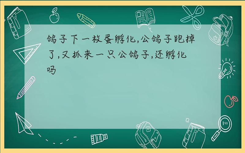 鸽子下一枚蛋孵化,公鸽子跑掉了,又抓来一只公鸽子,还孵化吗