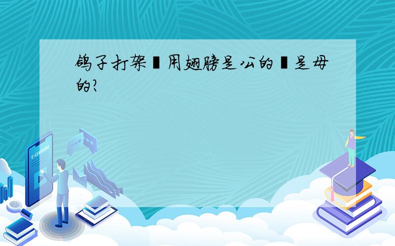 鸽子打架時用翅膀是公的還是母的?