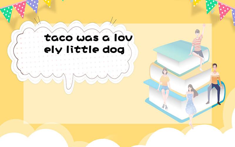 taco was a lovely little dog