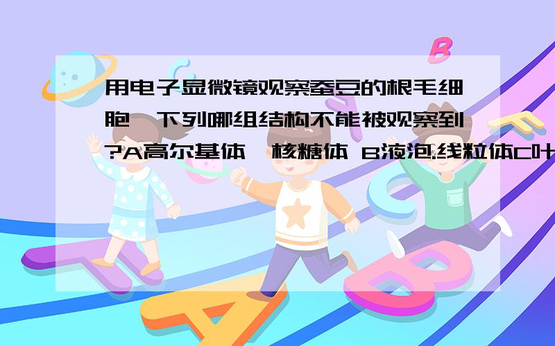 用电子显微镜观察蚕豆的根毛细胞,下列哪组结构不能被观察到?A高尔基体、核糖体 B液泡.线粒体C叶绿体、