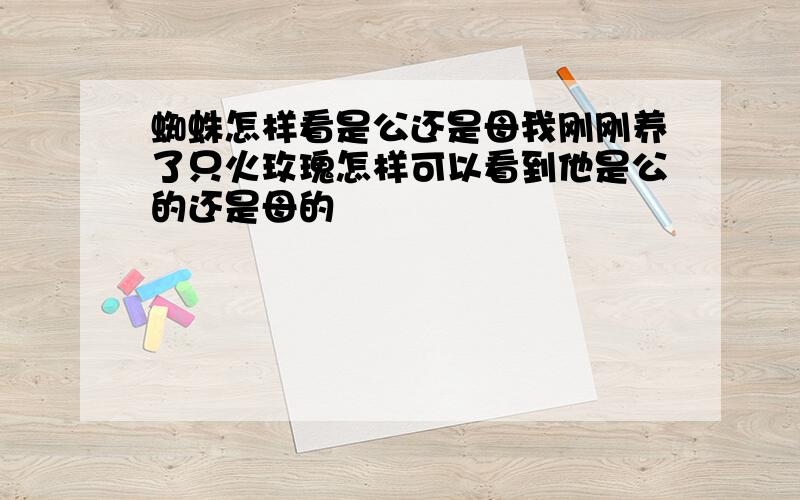 蜘蛛怎样看是公还是母我刚刚养了只火玫瑰怎样可以看到他是公的还是母的