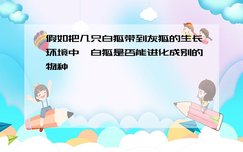 假如把几只白狐带到灰狐的生长环境中,白狐是否能进化成别的物种、