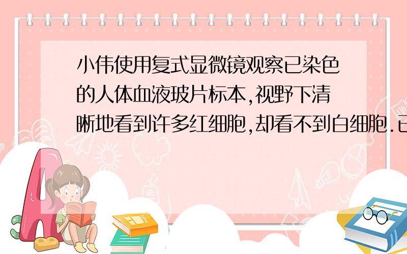 小伟使用复式显微镜观察已染色的人体血液玻片标本,视野下清晰地看到许多红细胞,却看不到白细胞.已知白细胞比红细胞大,小伟需