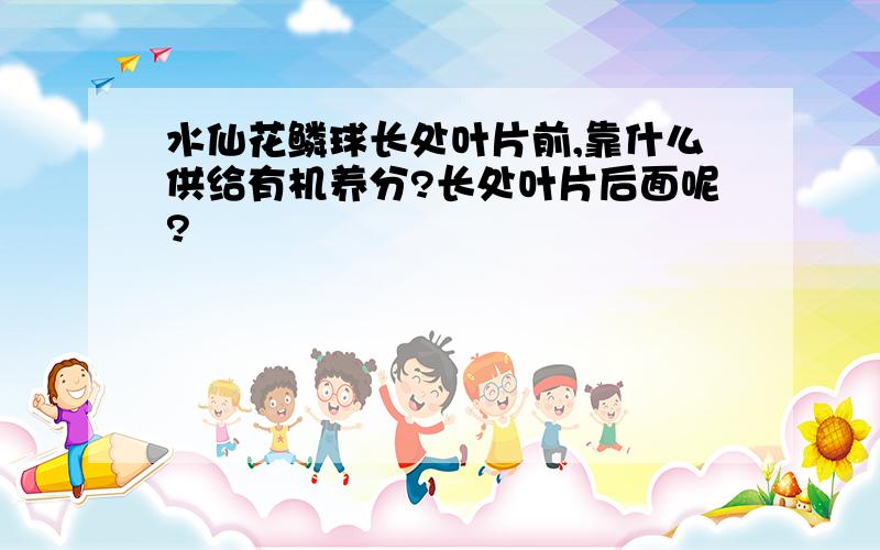 水仙花鳞球长处叶片前,靠什么供给有机养分?长处叶片后面呢?