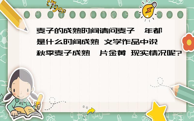 麦子的成熟时间请问麦子一年都是什么时间成熟 文学作品中说秋季麦子成熟一片金黄 现实情况呢?