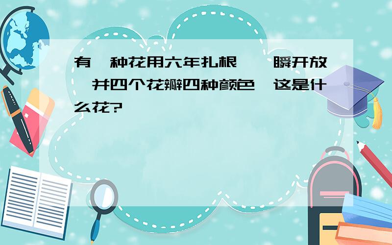 有一种花用六年扎根,一瞬开放,并四个花瓣四种颜色,这是什么花?