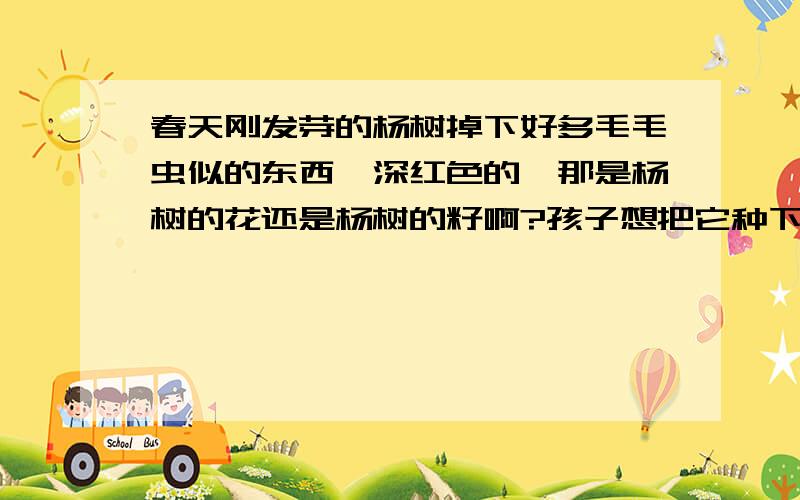 春天刚发芽的杨树掉下好多毛毛虫似的东西,深红色的,那是杨树的花还是杨树的籽啊?孩子想把它种下.