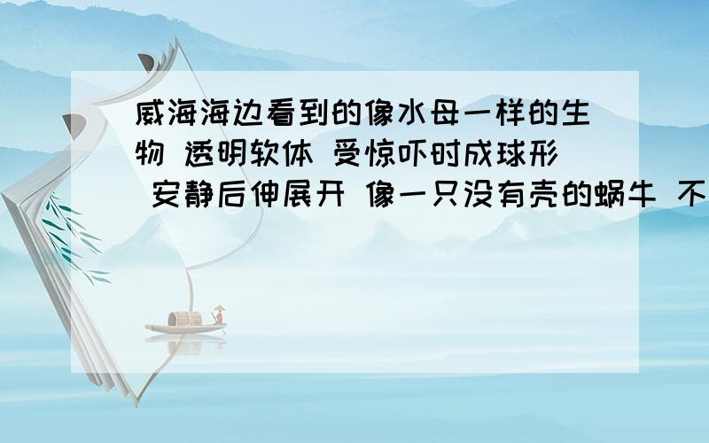 威海海边看到的像水母一样的生物 透明软体 受惊吓时成球形 安静后伸展开 像一只没有壳的蜗牛 不是水母 蛞蝓