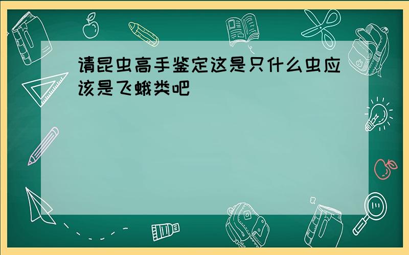 请昆虫高手鉴定这是只什么虫应该是飞蛾类吧