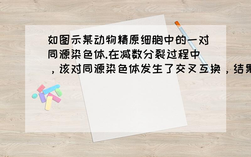 如图示某动物精原细胞中的一对同源染色体.在减数分裂过程中，该对同源染色体发生了交叉互换，结果形成了①～④所示的四个精细胞