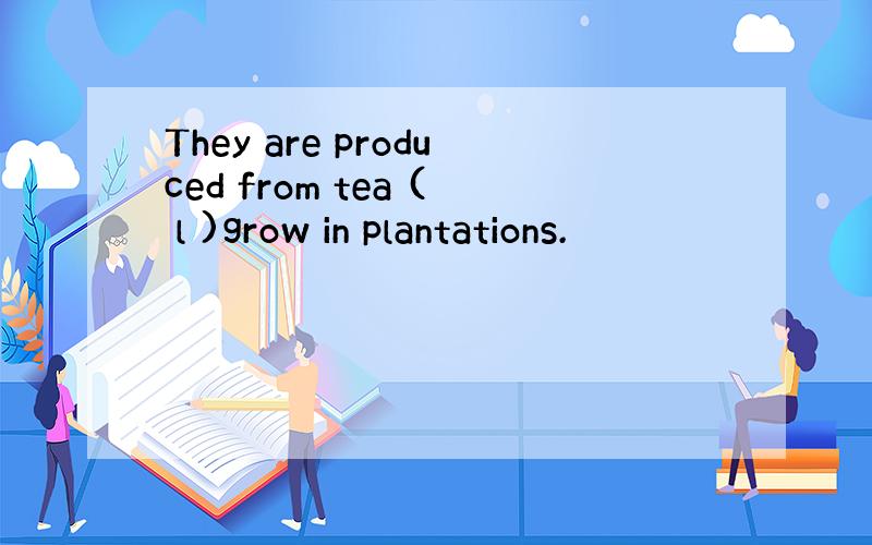 They are produced from tea ( l )grow in plantations.