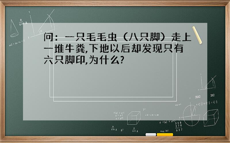 问：一只毛毛虫（八只脚）走上一堆牛粪,下地以后却发现只有六只脚印,为什么?