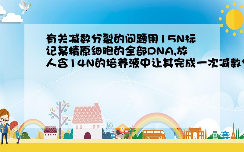 有关减数分裂的问题用15N标记某精原细胞的全部DNA,放人含14N的培养液中让其完成一次减数分裂,则形成的精细胞中有10