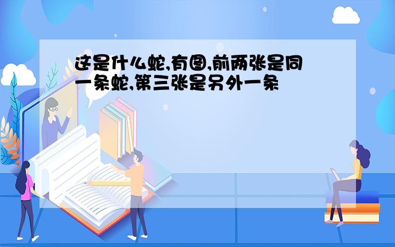 这是什么蛇,有图,前两张是同一条蛇,第三张是另外一条