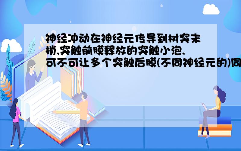 神经冲动在神经元传导到树突末梢,突触前膜释放的突触小泡,可不可让多个突触后膜(不同神经元的)同时收到?就是相当于 一传多