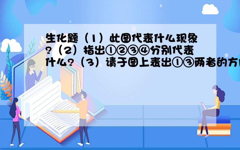 生化题（1）此图代表什么现象?（2）指出①②③④分别代表什么?（3）请于图上表出①③两者的方向； （4